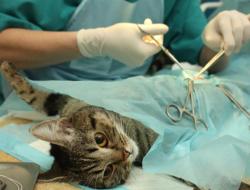 Кастрация и стерилизация кошки: плюсы и минусы